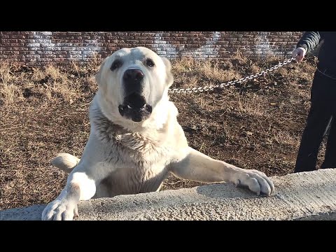 შუმბა 5 წლის ქართული ნაგაზი / სისხლები თეთრი ხოდა პატარძეული ბებერი მგელო  კუსა დუმანა