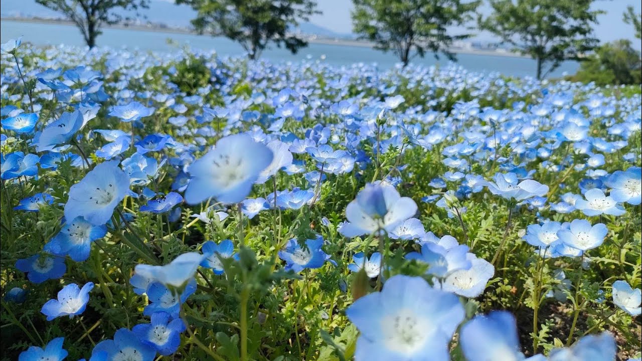 青い海!青い空!青い花の絨毯! - YouTube