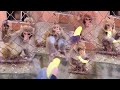 Monkeys angry over not eating bananasanimalsmonkeyfunny