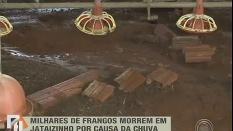 Milhares de frangos morrem por causa da chuva em Jataizinho