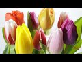     beautiful tulips for you         my serenade relaxing music 