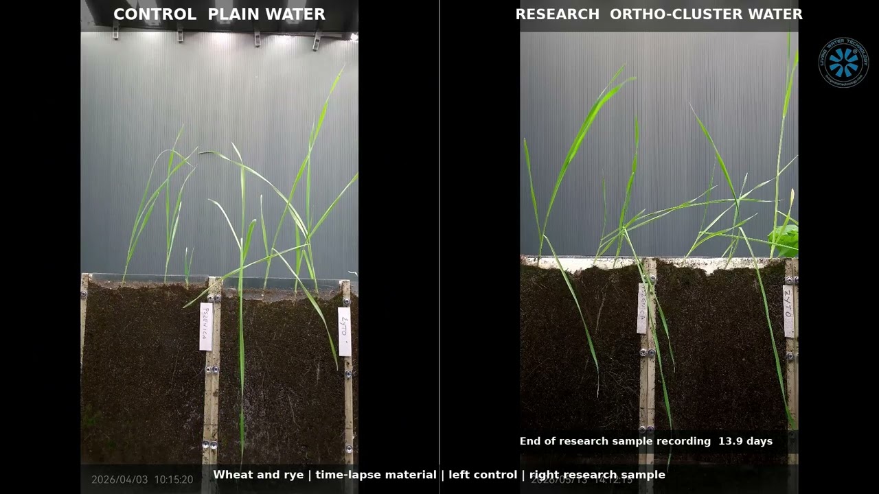 Wheat and rye — mixed shoot-growth results in the WULS-SGGW observation