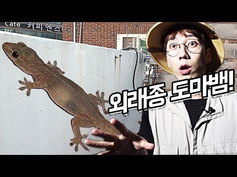 도심 속 외래종 도마뱀 발견!