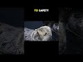Two orphaned otters found on separate beaches then found each other 🦦 #otter#animals #fyp