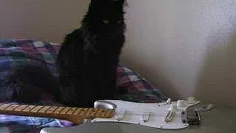 4 Guitars and Cat by David Cutright