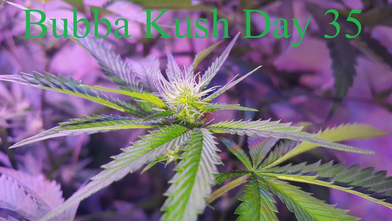 Cloudponics Grow Day 35 Bubba Kush