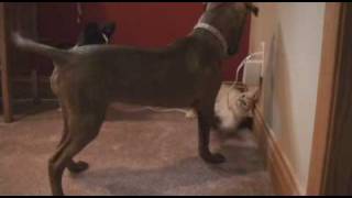 Welcome Home Mocha - Pit Bull