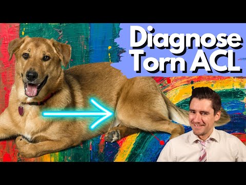 Video: Kan røntgenbilleder opdage en revet ACL hos hunde?