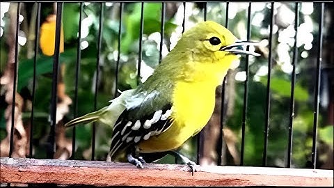 (60 Menit) Burung sirtu cipoh betina birahi memanggil jantan