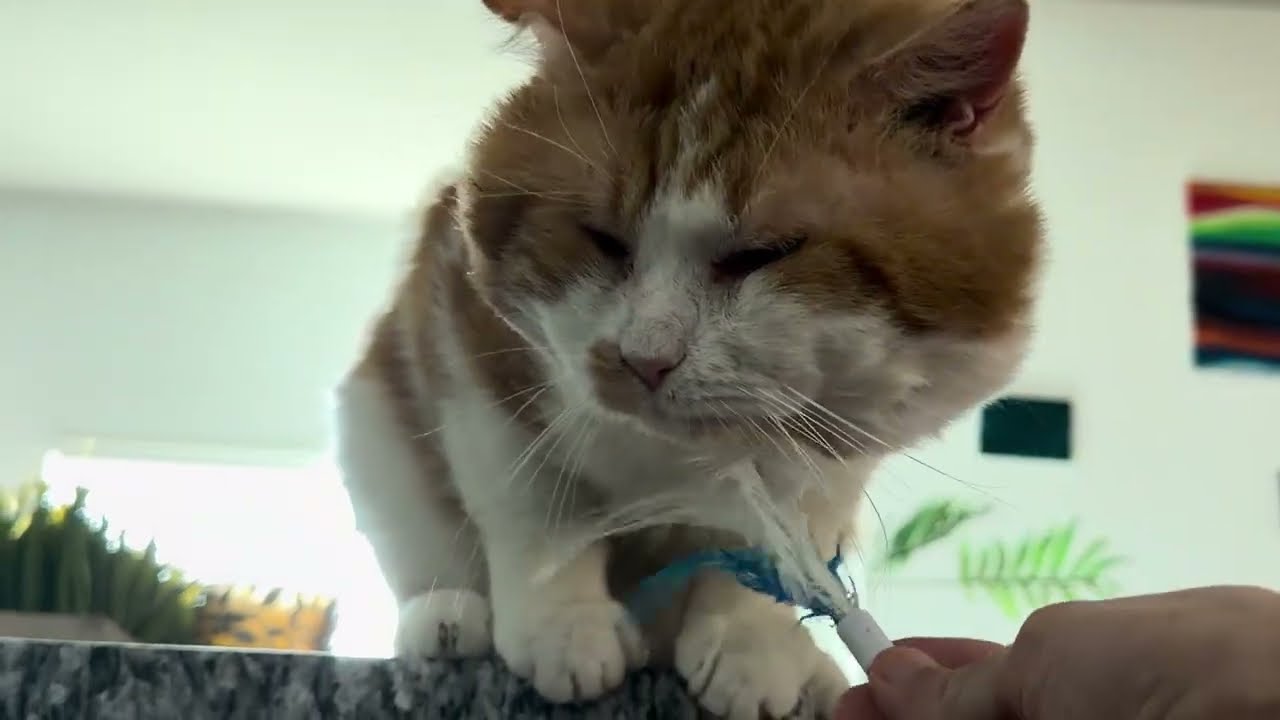 Adam just wants play