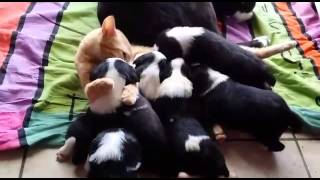 Cat Breastfeeding Puppies - Chat Allaite Chiots Cat Breastfeeding Puppies - Chat Allaite Chiots