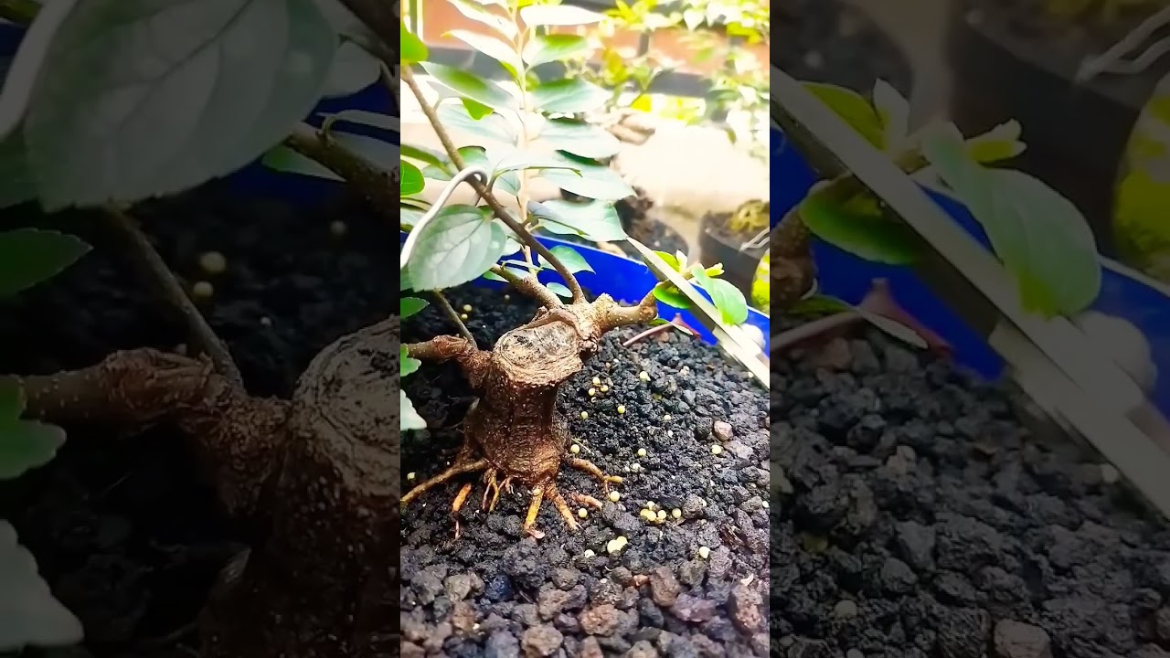 Program Bonsai Pusu Bogel part 5 II Press Lagi 