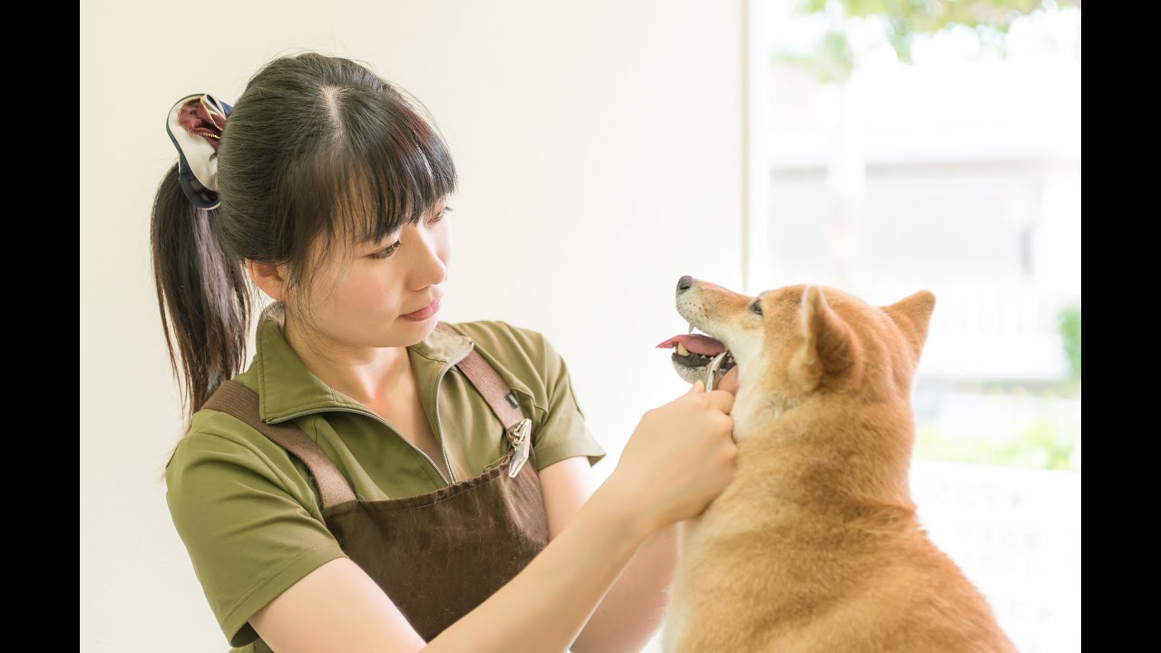 歯石を取る方法 愛犬が才まで元気に生きるために 犬の総合情報サイト 帝塚山ハウンドカム通信