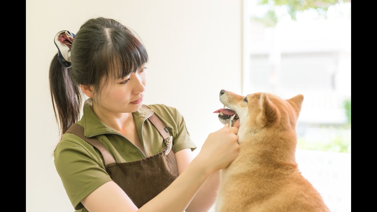 帝塚山ハウンドカム 歯石取り ペンチ