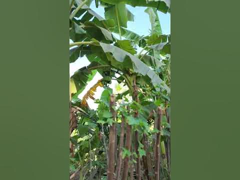 Бананы с косточками!!! Не сломай зубы!!! #камбоджа #путешествия #бананы ...