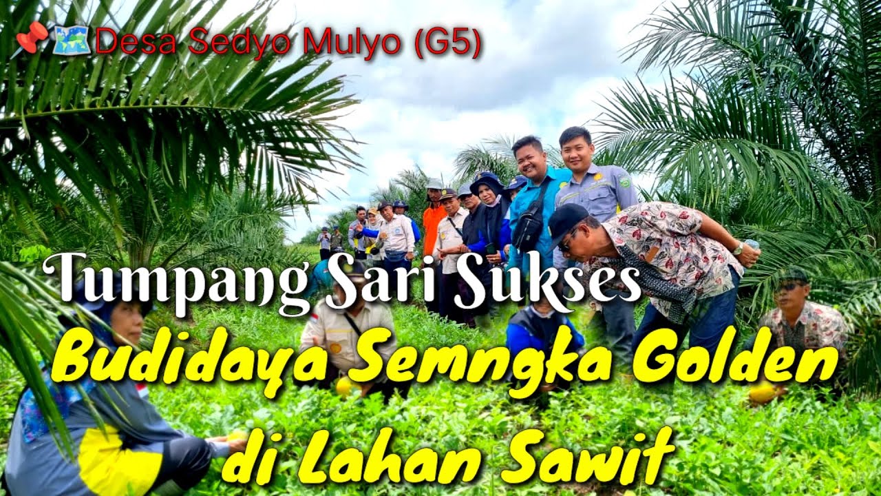 Sukses budidaya semangka Tumpang sari dilahan sawit