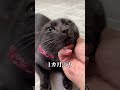 浮気の証拠隠滅した直後に帰宅した猫の反応#shorts#浮気#浮気チェック