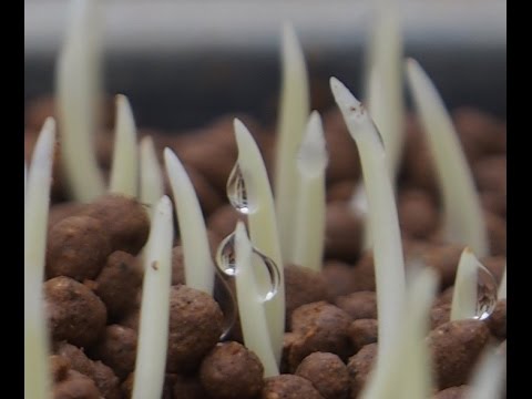 良く芽が出る種籾の作り方とは 発芽阻害物質アブシジン酸をシャブシャブがポイント 16 Youtube