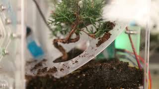 Foreshow Phytoshpere