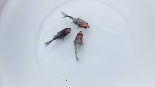 DSCF0024