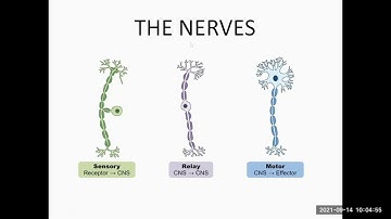 CLASS 5 SCIENCE CHAPTER 8 THE NERVOUS SYSTEM