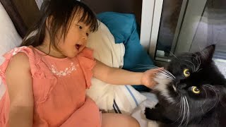 娘のお気に入りの猫　ラガマフィンA cat that daughter liked. Ragamuffin.