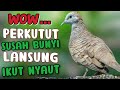 Luar Biasa Suara Perkutut Lokal Yang Satu Ini Cocok Untuk Pancingan Perkutut Susah Bunyi Mp3 - Mp4 Download