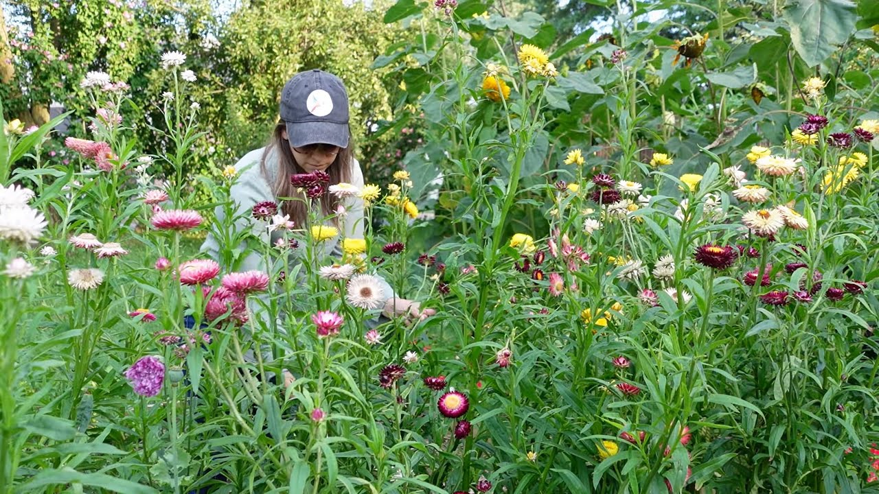 How to Grow Strawflowers from Seed —