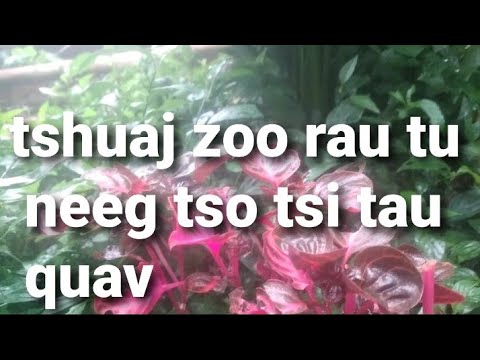 Video: 8 Qhov Zoo Tshaj Plaws Cruises rau Cov Neeg Laus hauv 2022