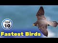 Top 10 Fastest Flying birds in the World - हवा में उड़नेवाले सबसे तेज़ पंछी