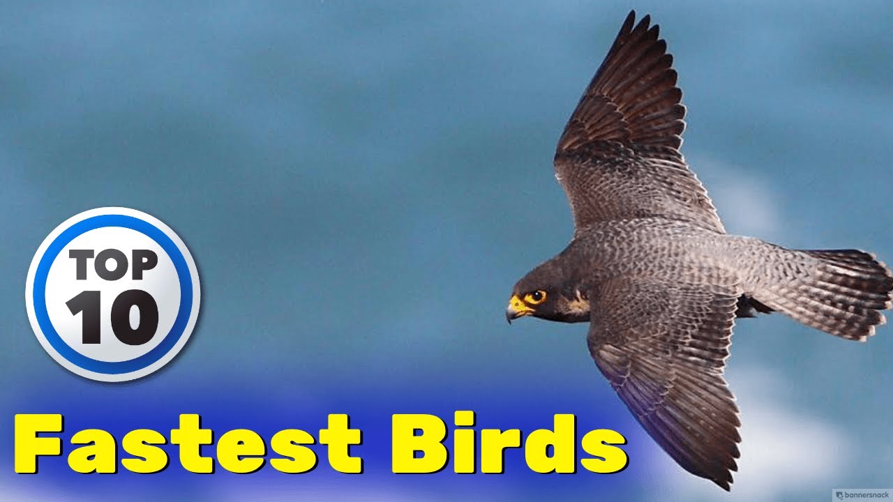 Top 10 Fastest Flying birds in the World - हवा में