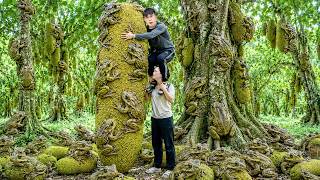 300 Days Harvesting Jackfruit and Giant Frogs to Sell | Did Frogs Make This Giant Jackfruit?