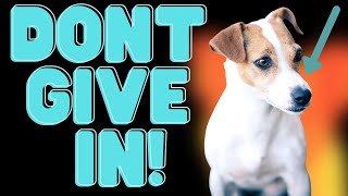 Jack Russell Terriers and Separation Anxiety (Never Give IN)