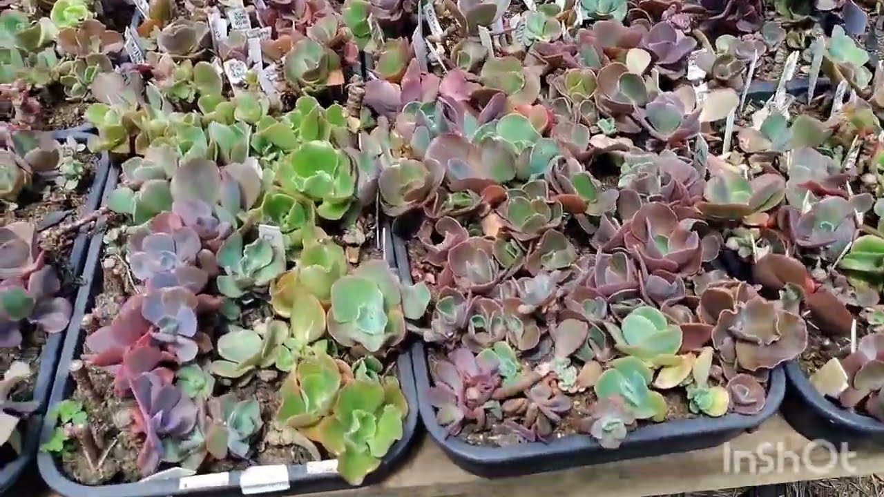 Continuação da colheita de mudas de gibifloras