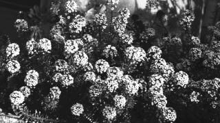 Arte en fotografía. Serie análoga/ Art in photography