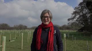 The Sutton Hoo Ship's Company: Planting the Saxon Ship Wood