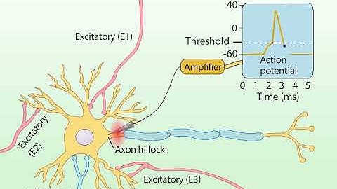 Summation of Postsynaptic Potentials