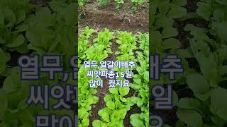 씨앗파종15일차 # 열무,얼갈이배추 #먹거리 #꽃뜨락 #gardening