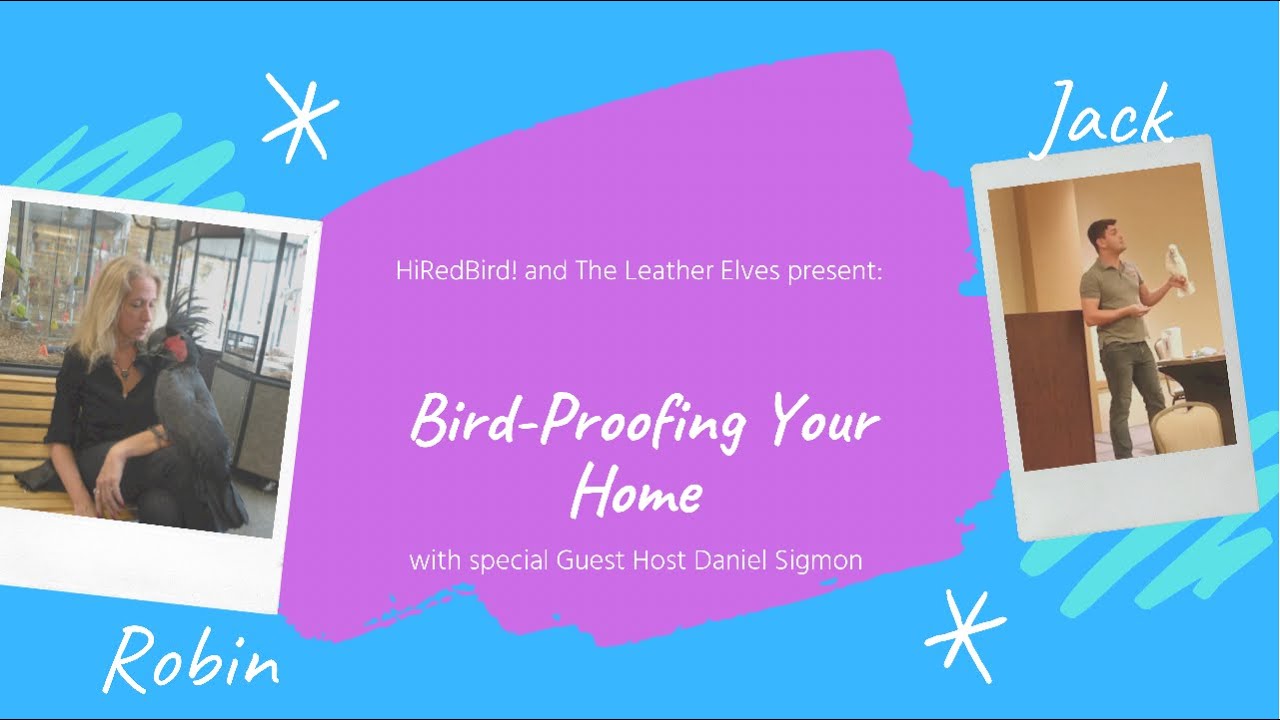 BirdProofing Your Home YouTube