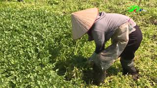 Liên Kết Trồng Xá Lách Xoong Ở Phú Hội
