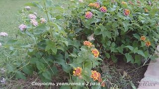 Птица колибри. Самая маленькая птица Птица колибри. Самая маленькая птица