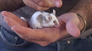 RODENTS: Mice and other small rodents