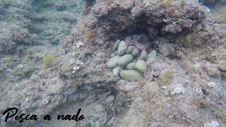 Pesca Submarina Pulpos Alicante con agua limpia.