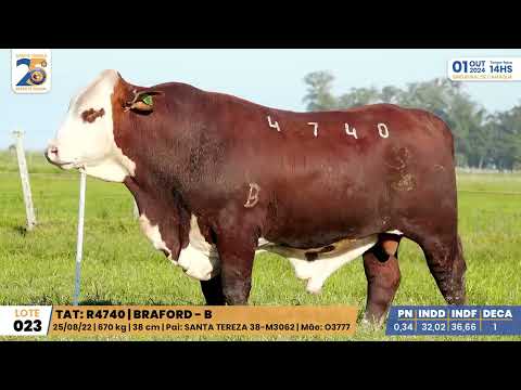 LOTE 023 4740 BRAFORD Leilão Santa Tereza e Madrinha 01/10/24 Camaquã/RS - Prod. Agência El Campo
