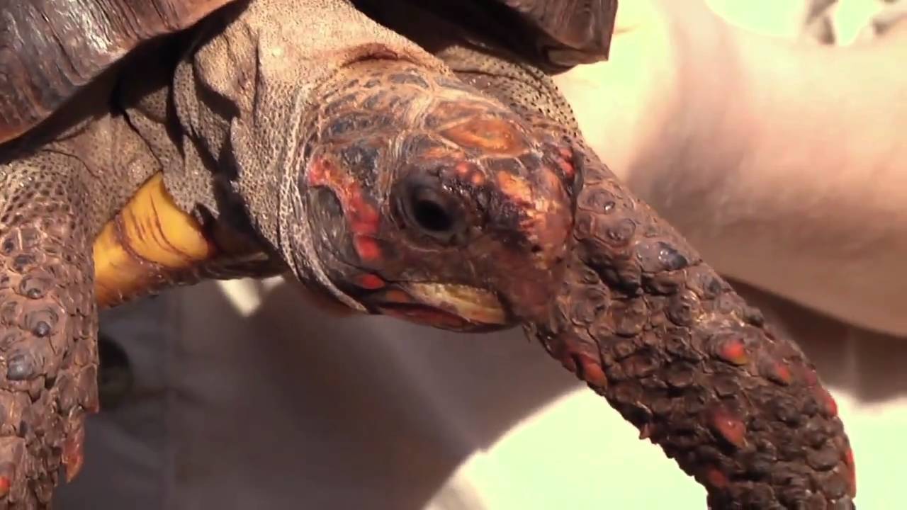 My Reptile Guys - Cherry - YouTube