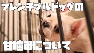 フレンチブルドッグの甘噛みについて