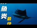最懒与最快的鱼类 #海洋生物 #旗鱼 #鮣鱼 #神奇的动物在抖音