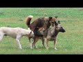 Golden Retriever Mix Vs Old English SheepDog in my village 12