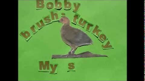 Australian brush-turkey chick hatching underground