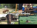 Melaka trip part 2  afamosa safari wonderland  best zoo experience everrrr  duuduus travelogue